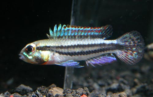 Apistogramma diplotaenia